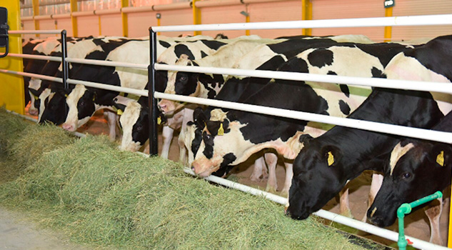 Qatar importa vacas por escacez de leche Qatar Importa Vacas