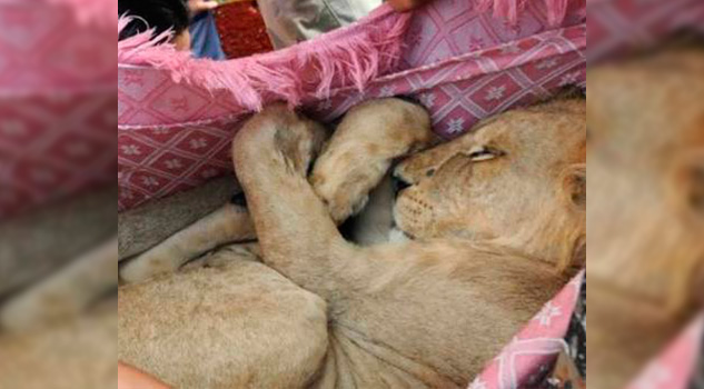 ¡Rescatan a león en CDMX! Rescatan Cachorro León CDMX