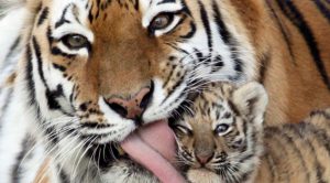 Hoy es el Día Internacional del Tigre Día Internacional del Tigre