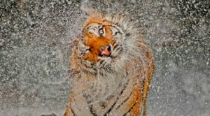 Hoy es el Día Internacional del Tigre Día Internacional del Tigre