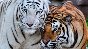 Hoy es el Día Internacional del Tigre Día Internacional del Tigre