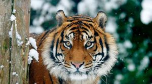 Hoy es el Día Internacional del Tigre Día Internacional del Tigre
