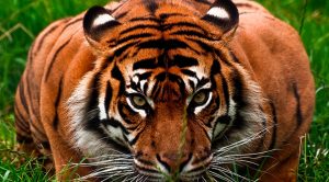 Hoy es el Día Internacional del Tigre Día Internacional del Tigre