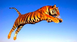 Hoy es el Día Internacional del Tigre Día Internacional del Tigre