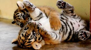 Hoy es el Día Internacional del Tigre Día Internacional del Tigre