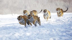 Hoy es el Día Internacional del Tigre Día Internacional del Tigre