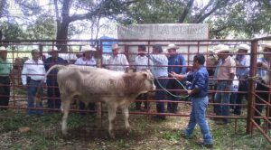 Ganaderos norveracruzanos afectados por abigeos