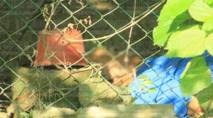 Se deprimía porque era diabético y decidió ahorcarse