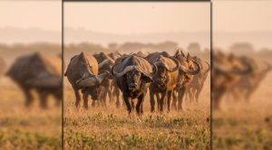 Los cinco grandes de África