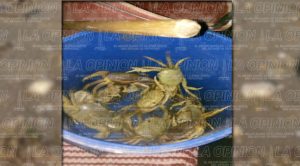 Acaban con el cangrejo azul