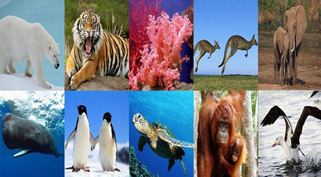 Los 10 animales en peligro de extinción especiesenpeligrof