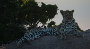 Los cinco grandes de África
