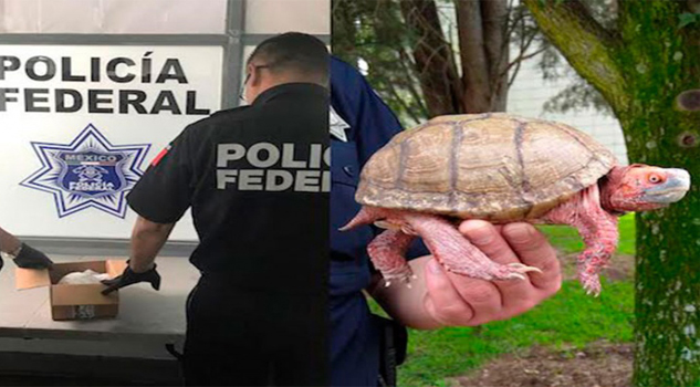 Hallan agentes federales tortuga de patas rojas, en Central del Norte julio21