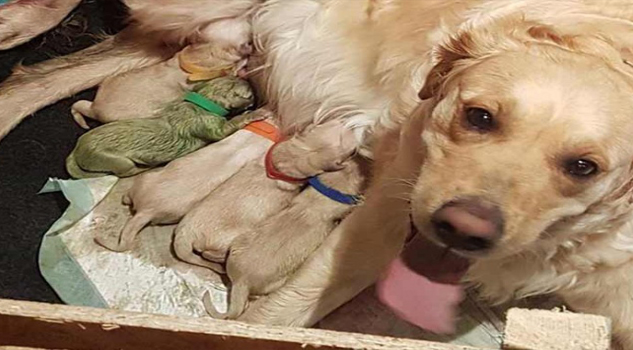 Perra da a luz a extraño cachorro color verde perritarioverde