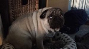 Este es el pug con más culpa que verás en todo internet