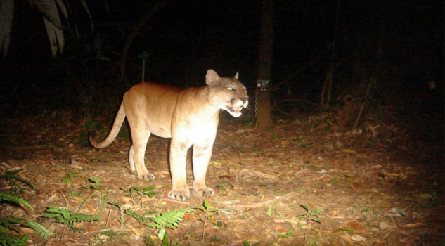Cazadores, tras pumas en Hidalgo, acusan biólogos puma