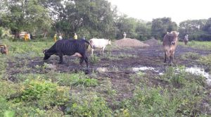 Fuga de hidrocarburo rancho rodeo