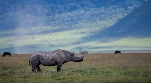 Los cinco grandes de África
