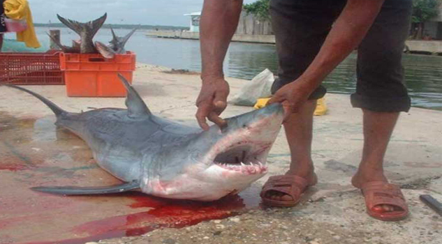 Sobrevive a su peor pesadilla... ser devorado por un tiburón tiburon1