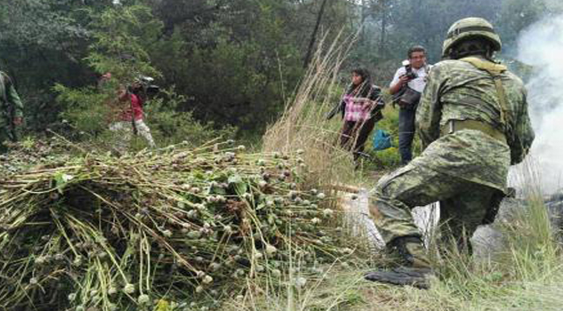 Ejército localiza y destruye plantío de amapola en Tlaxcala