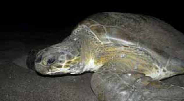 Sorprende arribo de tortugas a playas de Veracruz tortuga_ver