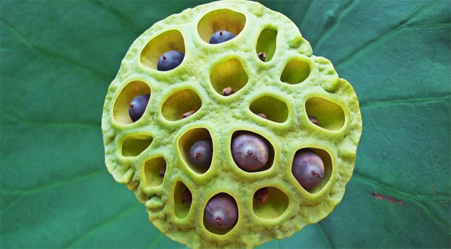 ¿Qué causa la tripofobia o 'miedo a los agujeros'? tripofobia