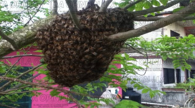 Incrementa presencia de abejas ABEJASMIEDO