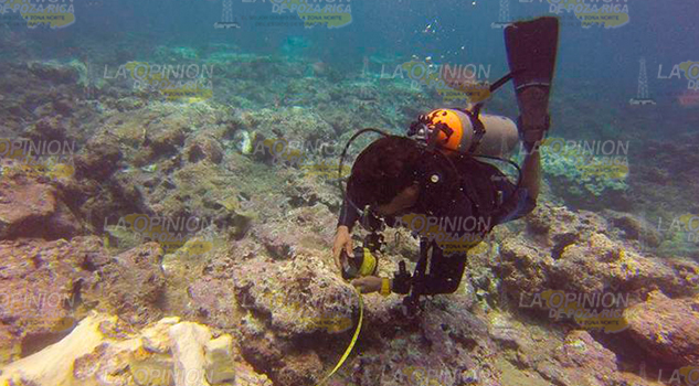 Se ha perdido media hectárea de arrecifes ARRECIFEPERDIDO