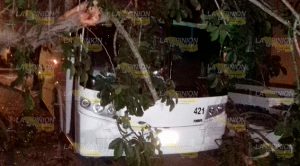 Cae árbol sobre autobús Autobús Árbol Cae