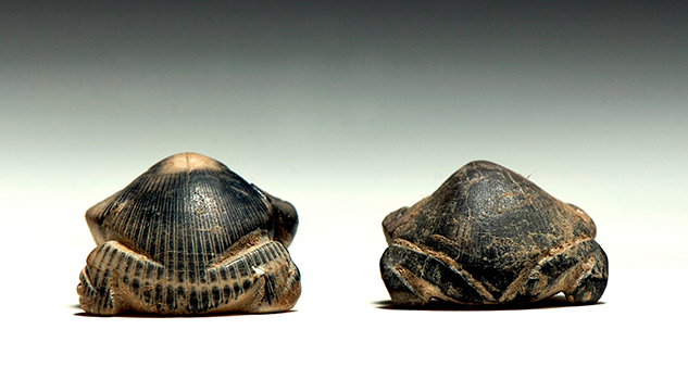 Brazaletes de conchas marinas dan identidad a los pueblos del desierto de Sonora Brazaletes de conchas marinas dan identidad a los pueblos del desierto de Sonora