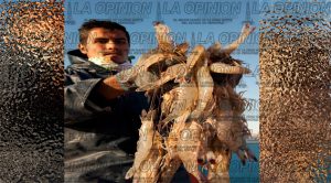 Bajo amenaza, la pesca de camarón