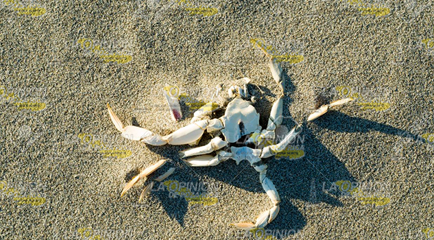 Desaparece el cangrejo azul CANGRESOAZUL