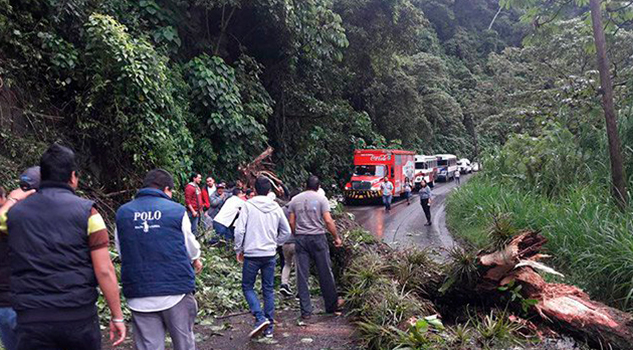 Interrumpida la circulación hacia Teocelo Interrumpida Circulación Teocelo Caída Árbol