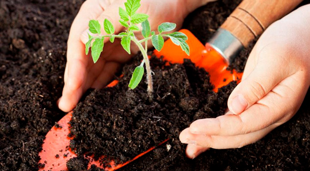 Conafor reforestará más de 3 mil 800 hectáreas Conafor Reforestación