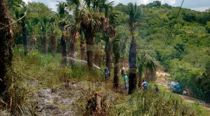 Se sale de control quema de basura Quema Basura Sale Control