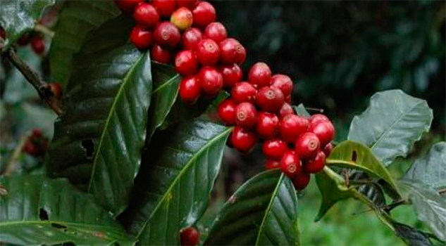 Crean organización en zona centro para reactivar caficultura Crean organización en zona centro para reactivar caficultura