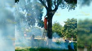 Evacuan primaria por ataque de abejas Tihuatlán Evacuan Primaria Ataque Abejas