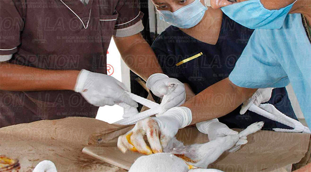 Frenan sobrepoblación canina Frenan sobrepoblación canina