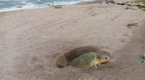 Hay casi 2 mil nidos de tortugas