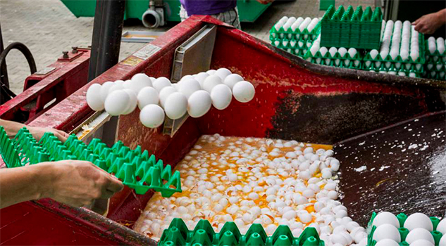 La alerta por los huevos contaminados afecta ya a siete países europeos La alerta por los huevos contaminados afecta ya a siete países europeos