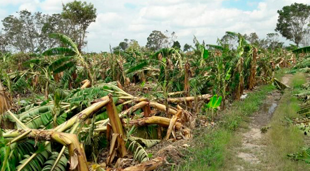 Seguro catastrófico cubrirá 159 mil hectáreas de cultivo dañadas Plantío Dañado