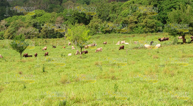 Previenen casos de rabia Previenen casos de rabia