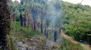 Se sale de control quema de basura Quema Basura Sale Control