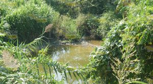 Sin sanear área afectada por aceite