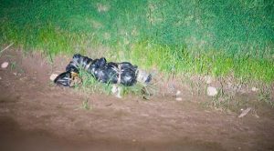 Lo asesinan, embolsan y lo abandonan en el monte