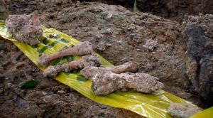 Hallan una fosa con 300 restos óseos