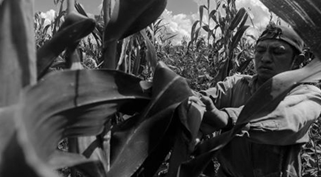 Premiación "La Milpa"