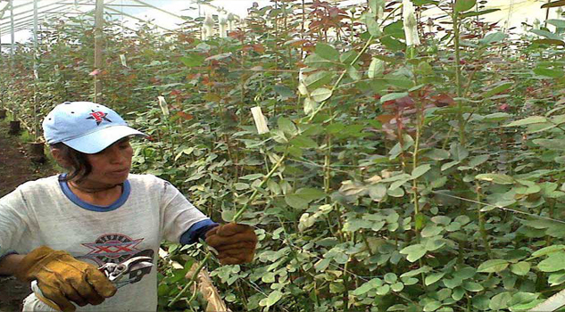 Más de 23 mexicanos ya trabajan en Canadá mexicanoscanada