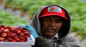 Más de 23 mexicanos ya trabajan en Canadá