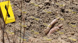 Lo asesinan y entierran en una parcela